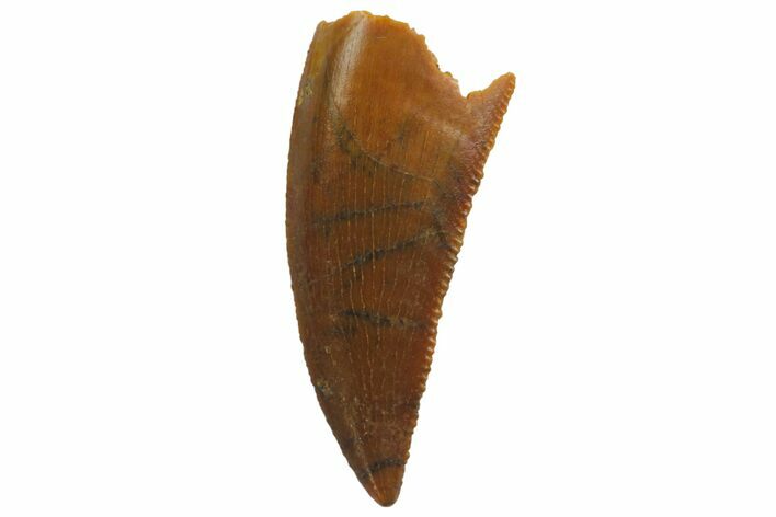 Serrated, Raptor Tooth - Real Dinosaur Tooth #135166